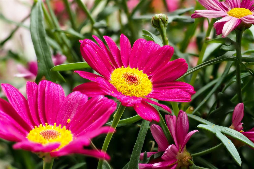 How-to-Grow-and-Care-for-Painted-Daisies