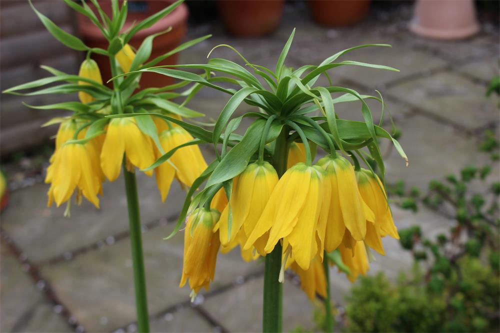 How to Grow and Care for Yellow Fritillary 2