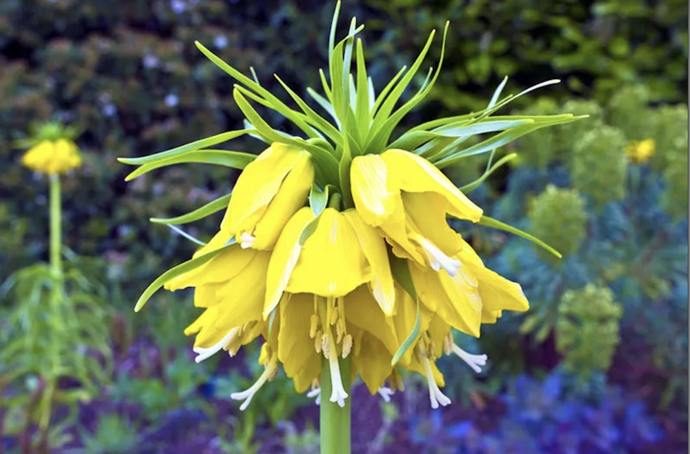 How-to-Grow-and-Care-for-Yellow-Fritillary