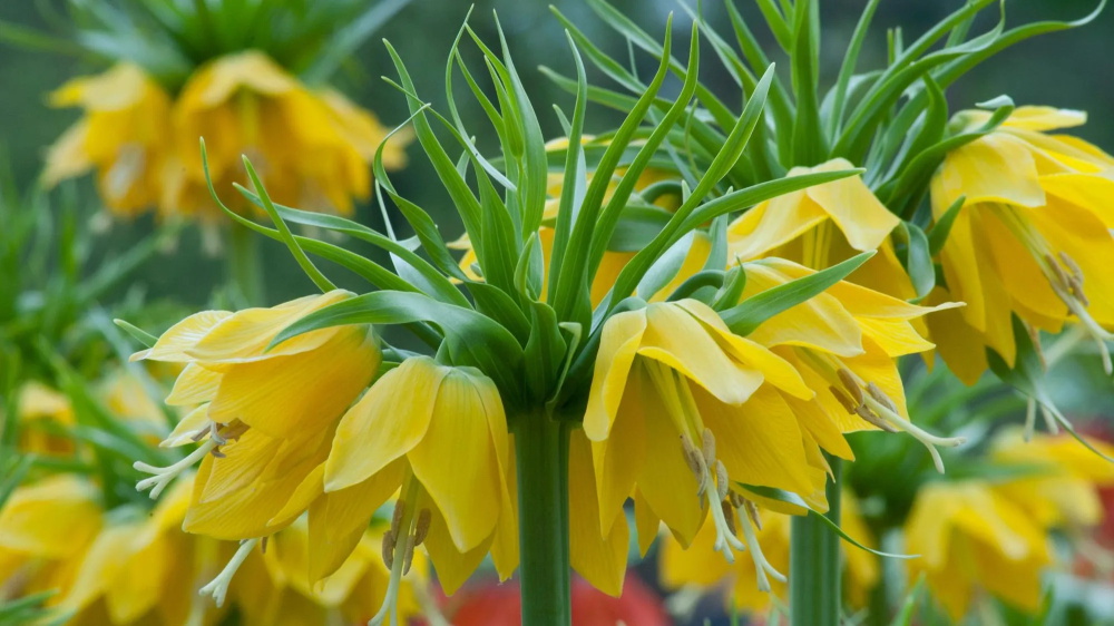 How to Grow and Care for Yellow Fritillary1