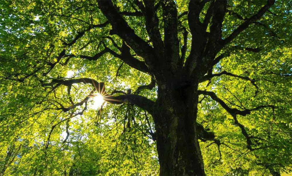 How-to-Grow-and-Care-for-a-Hackberry-Tree