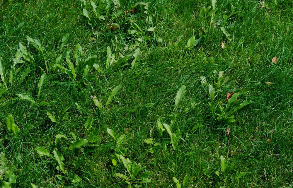 How to Identify and Control Common Lawn Weeds