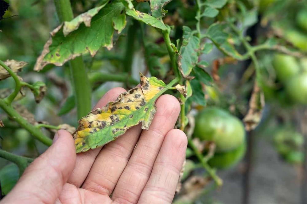 How-to-Identify-and-Manage-Septoria-Leaf-Spot-on-Tomato-Plants