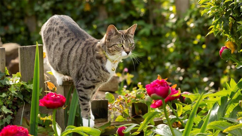 How-to-Keep-Cats-Out-of-Flower-Beds-Effective-and-Non-Toxic-Solutions