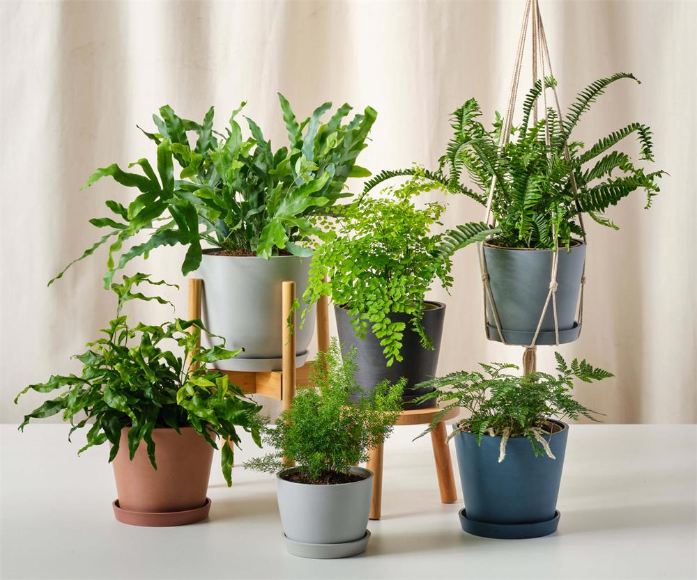 How-to-Keep-Ferns-Alive-and-Happy-Indoors