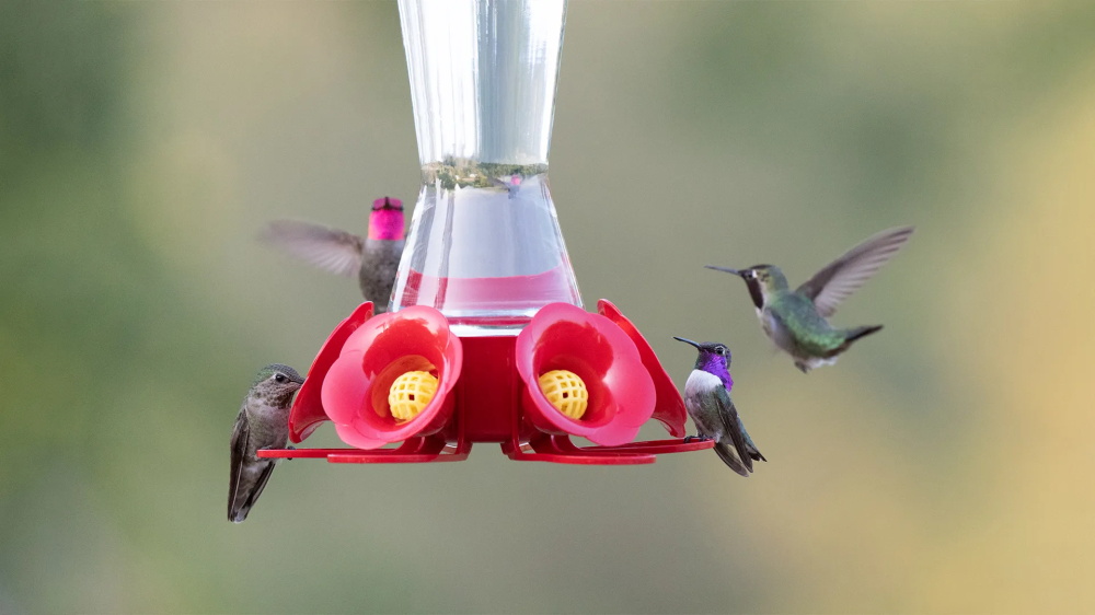 How-to-Keep-Hummingbird-Nectar-Fresh-and-Safe