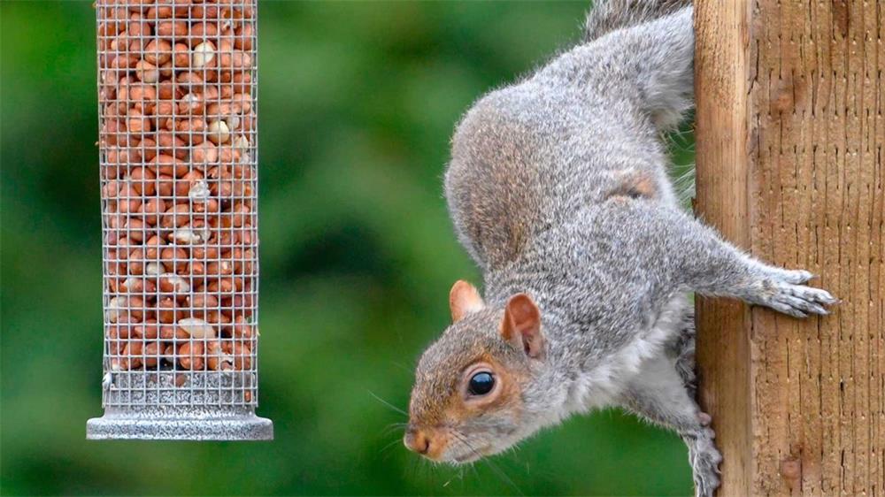 How-to-Keep-Mice-Away-From-Bird-Feeders