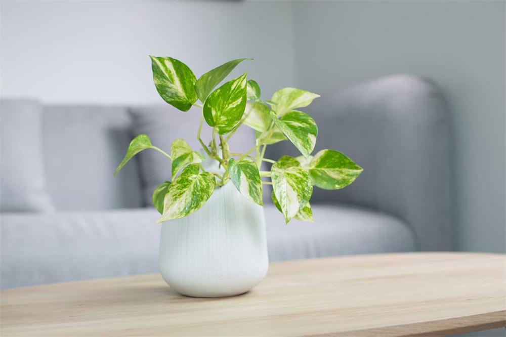 How to Make a Pothos Fuller 2