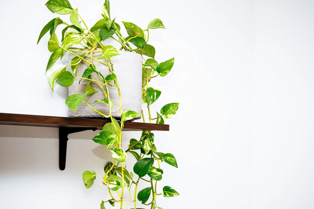 How to Make a Pothos Fuller1