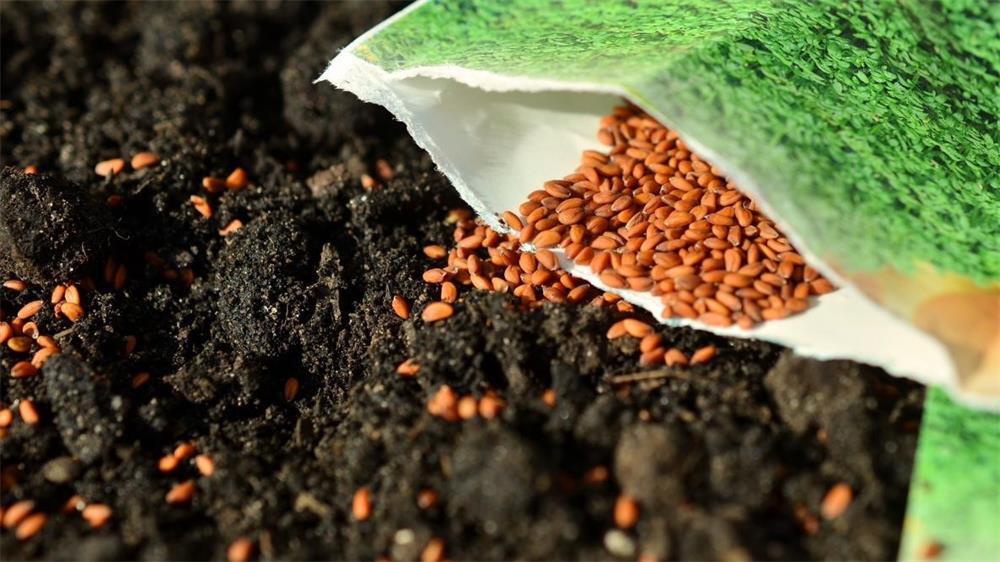 How-to-Plant-Seeds1