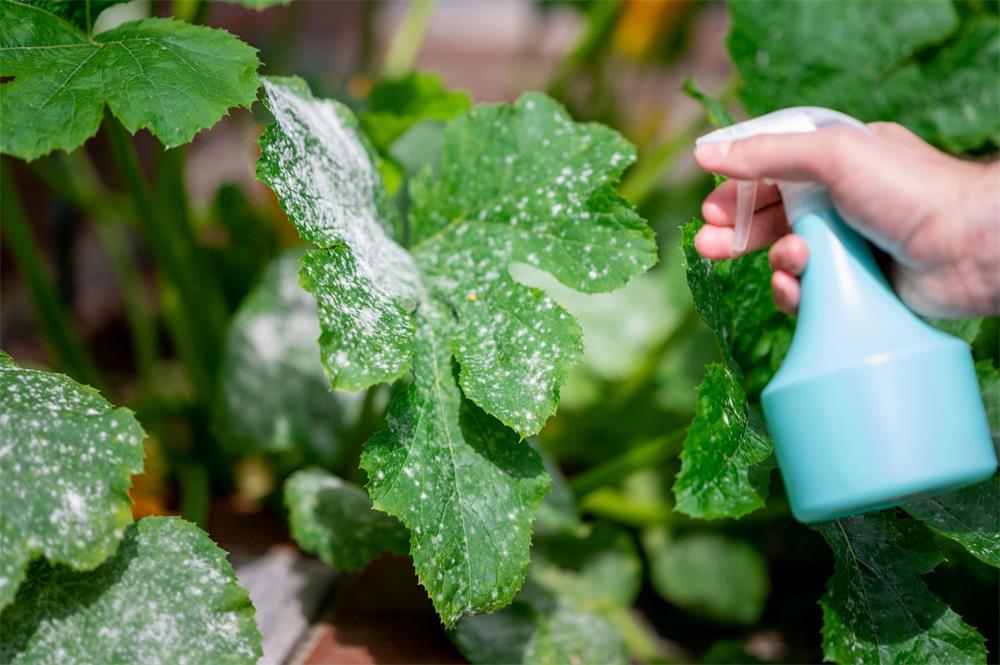 How-to-Prevent-and-Control-Powdery-Mildew-on-Your-Plants