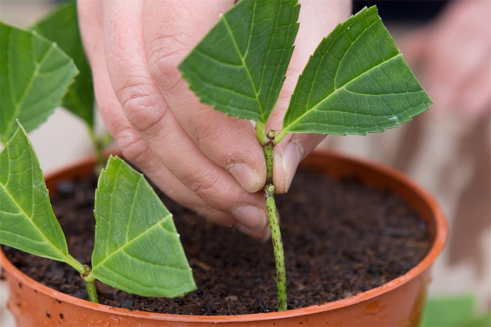 How-to-Propagate-Plants-Using-Stem-Cuttings