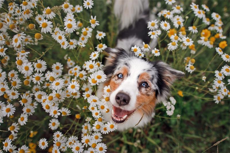 How to Protect Your Flower Gardens From Dogs