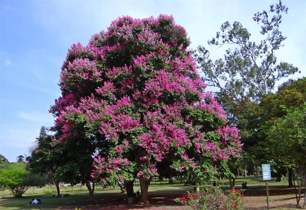 How to Prune Crepe Myrtles A Guide for Beautiful Blooms