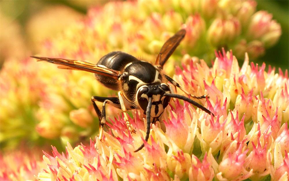 How to Repel Wasps Naturally with 8 Effective Tips