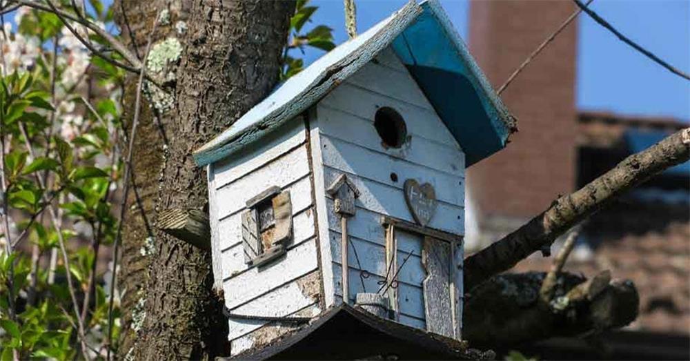 How-to-Solve-Common-Birdhouse-Problems