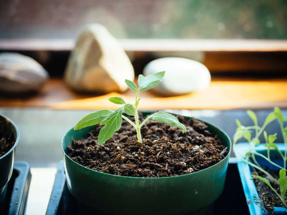 How to Start Seeds Indoors 3