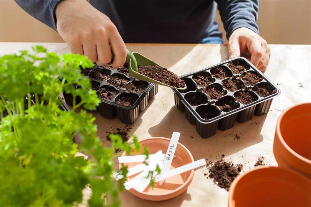 How-to-Start-Seeds-Indoors