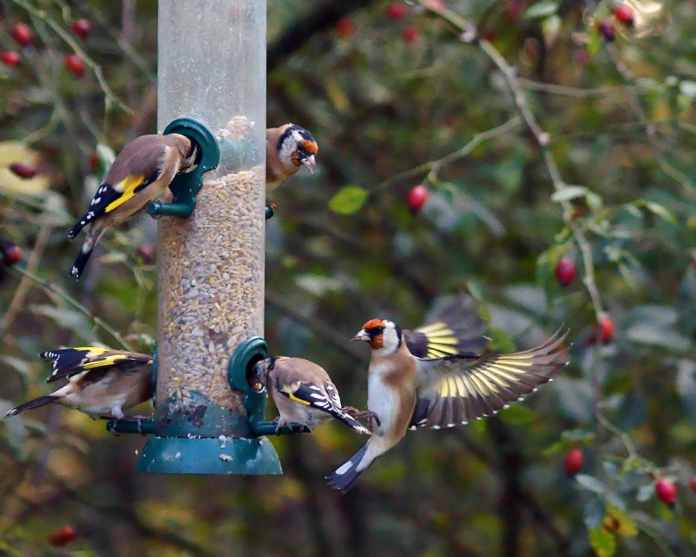 How-to-Stop-Bully-Birds-at-Your-Feeders