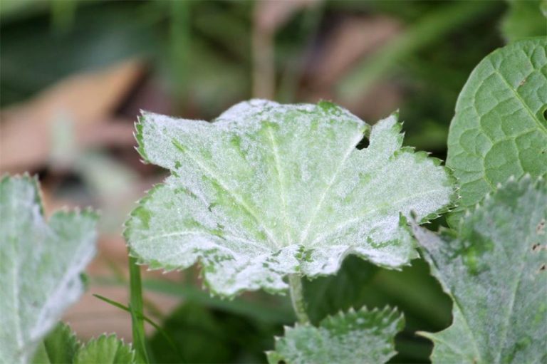 How to Use Baking Soda to Prevent and Treat Powdery Mildew on Plants