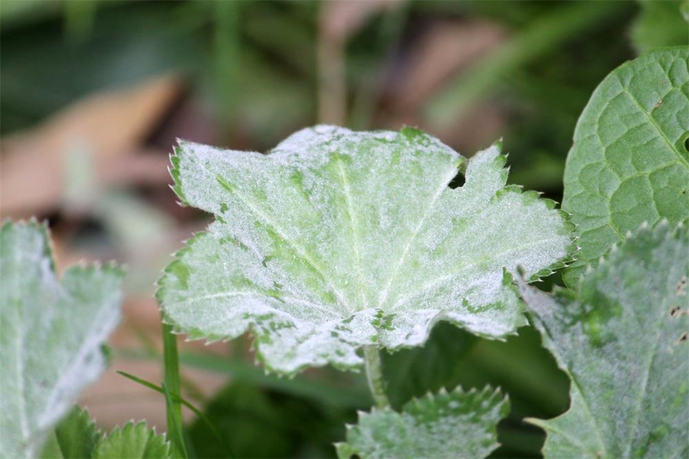 How-to-Use-Baking-Soda-to-Prevent-and-Treat-Powdery-Mildew-on-Plants