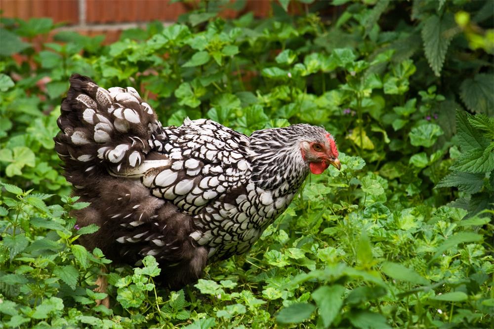 How to Use Chicken Manure as a Fertilizer for Your Garden