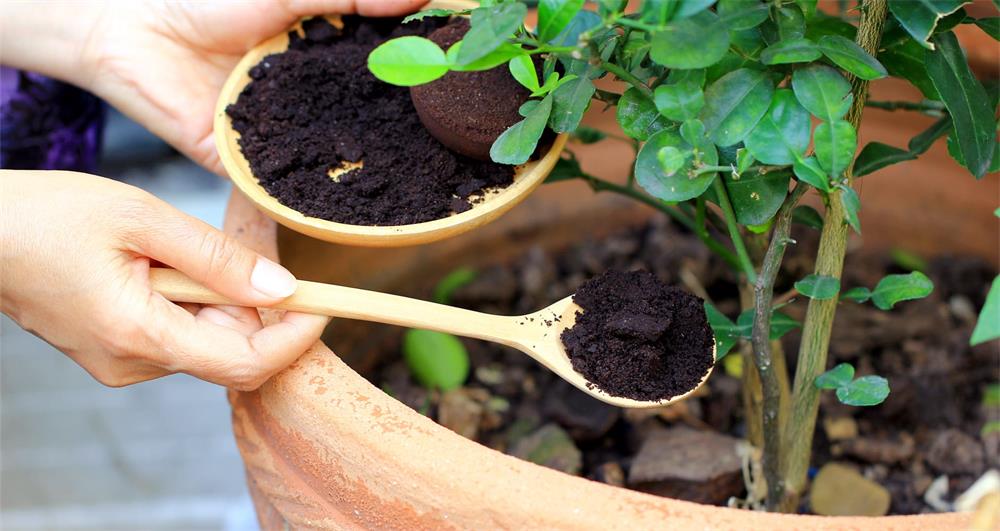 How to Use Manure to Improve Your Garden Soil 2