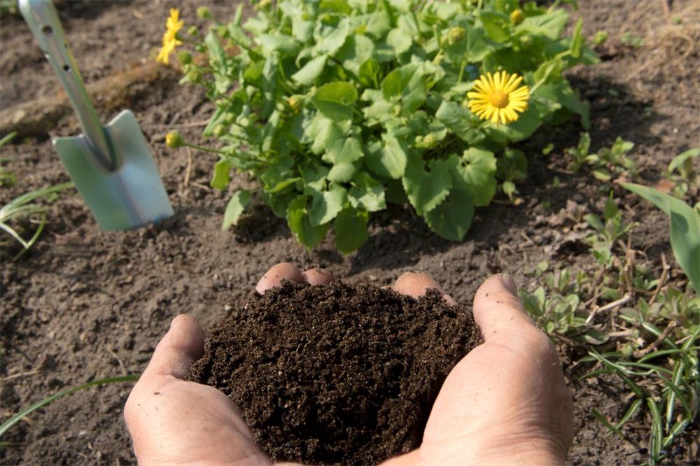 How-to-Use-Manure-to-Improve-Your-Garden-Soil