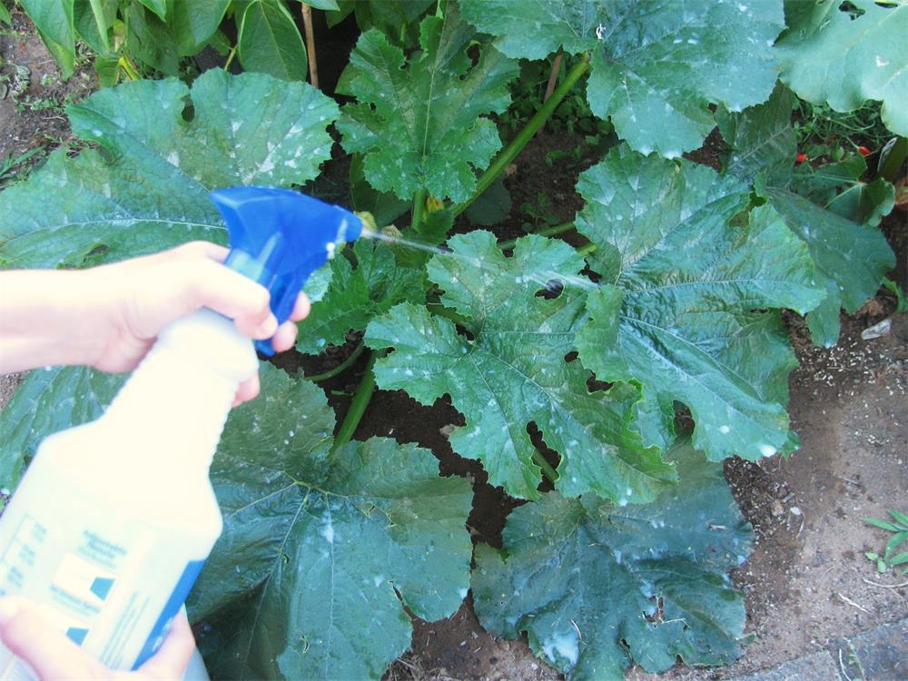 How-to-Use-Milk-Spray-to-Control-Powdery-Mildew