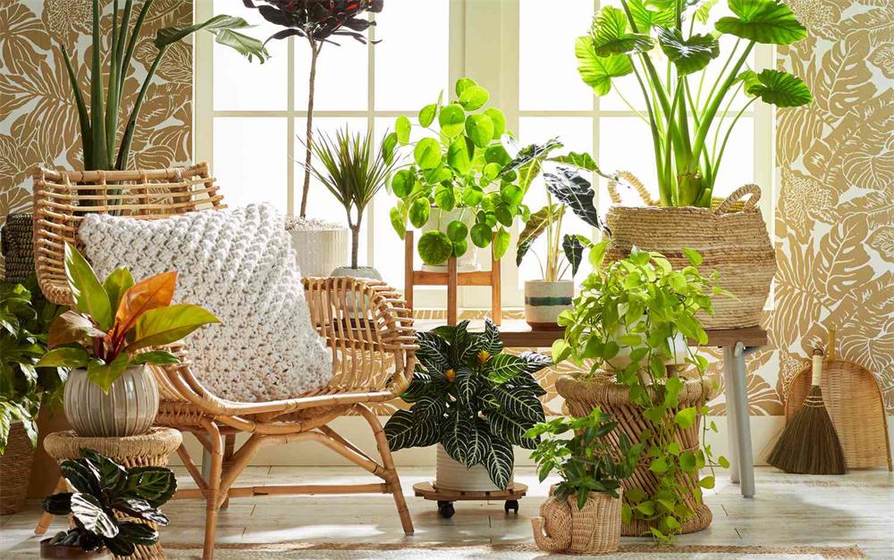 Indoor Gardening A Beginners Guide