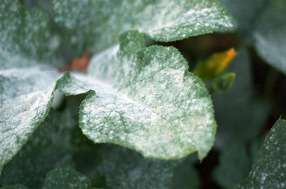 Powdery-Mildew-A-Common-Fungal-Disease-of-Plants