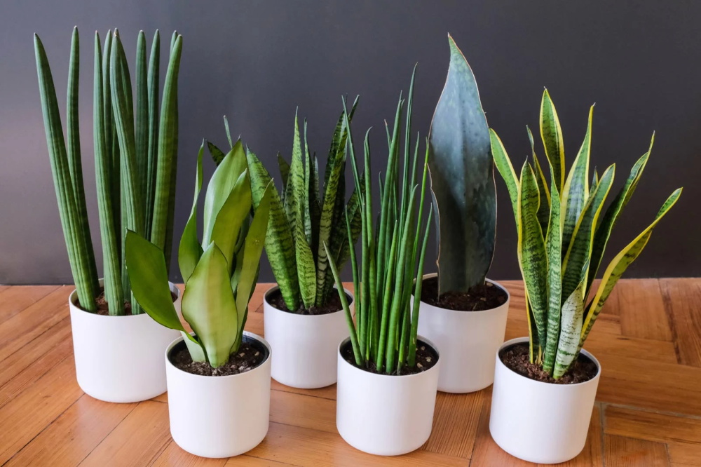 Snake Plants and Dogs What You Need to Know