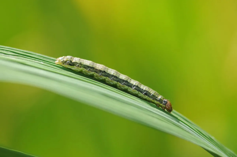 What-Are-Armyworms-and-How-to-Control-Them