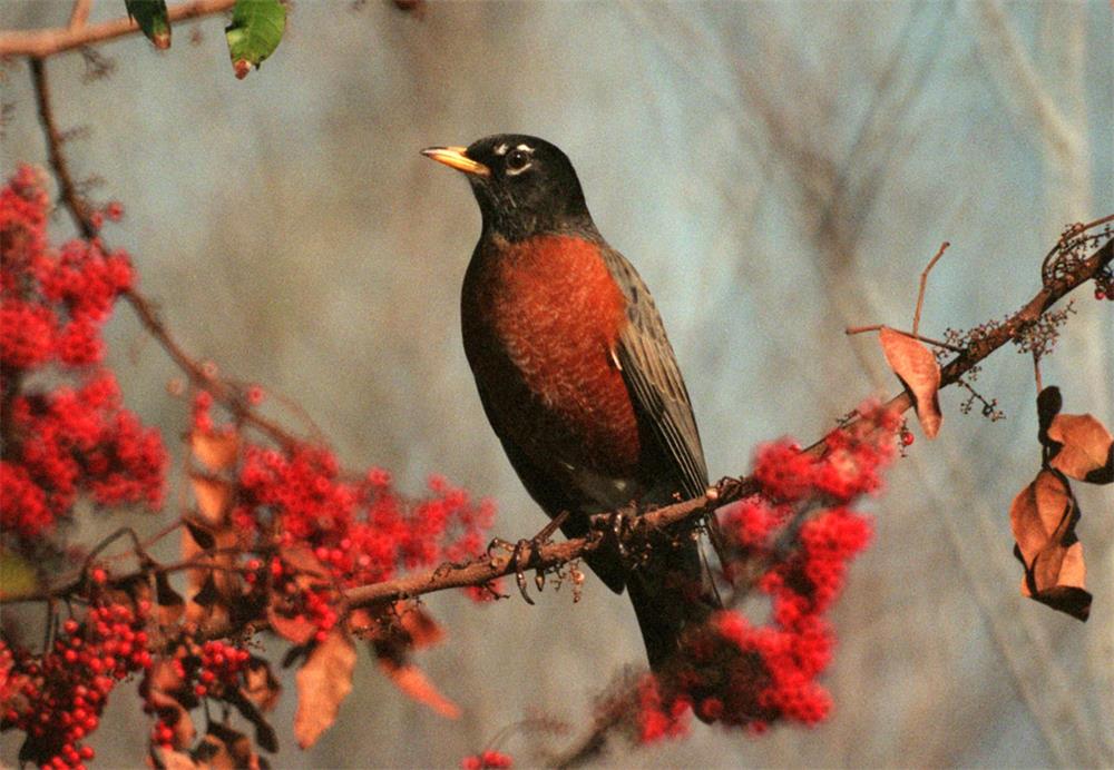 What-Do-Robins-Eat-How-to-Attract-Robins-to-Your-Garden