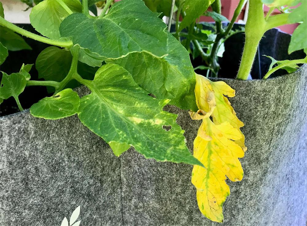 Why-Do-Outdoor-Plant-Leaves-Turn-Yellow