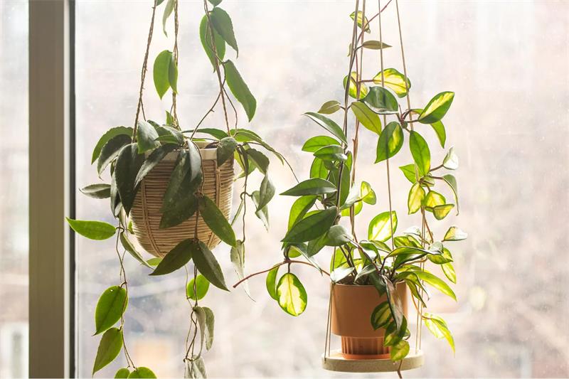 Why-You-Might-Want-to-Avoid-Hoyas-as-Houseplants